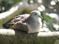 Peaceful doveÃÂ Geopelia placida Royalty Free Stock Photo