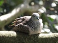 Peaceful doveÃÂ Geopelia placida Royalty Free Stock Photo