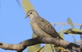 Peaceful Dove perched on branch with blue sky and foliage