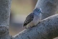 Peaceful Dove on a Log