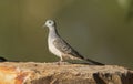 Peaceful dove standing on rock in profile