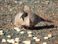 Peaceful dove trying to get a feed