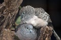 Two peaceful doves sharing a nest