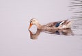 Peaceful duck on dam