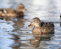 Peaceful duck floats on whater