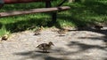 Family duck promenade at botanical garden