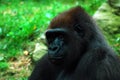 The peaceful eyes of a western lowlands gorilla Royalty Free Stock Photo