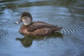 Peaceful Female Ring-Necked Duck Royalty Free Stock Photo