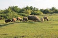 Peaceful Flock of Sheep Grazing in Serene Golden Hour Meadow. Sheep grazing at sunset. Nature farming