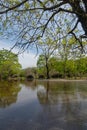 A peaceful forest lake and wetland landscape visible through the tree branches, filled with reflections Royalty Free Stock Photo