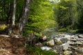 Peaceful forest landscape with small  cascade falls over mossy rocks Royalty Free Stock Photo