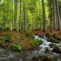 Peaceful forest landscape with small  cascade falls over mossy rocks Royalty Free Stock Photo
