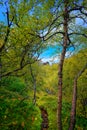 Peaceful forest with lush vegetation. Icelandic Highlands, Rangarping eystra