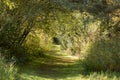 Peaceful forest path enclosed with trees, in early morning autumn light, England Royalty Free Stock Photo