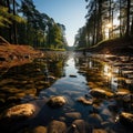 Peaceful forest scene with polarizing filter