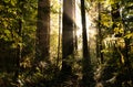Peaceful forest scene with redwood trees backlit by setting sun Royalty Free Stock Photo