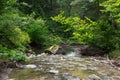 Peaceful forest stream flow down among stones Royalty Free Stock Photo