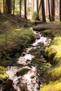 Peaceful forest with a wild flowing stream. Royalty Free Stock Photo