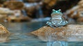 Peaceful frog resting on a rock in a stream Royalty Free Stock Photo