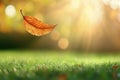 In a peaceful garden, a leaf floats above the grass on a sunny afternoon Royalty Free Stock Photo