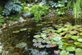 Peaceful garden. nenuphar Royalty Free Stock Photo