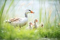 peaceful geese family amidst wild grass in breeze