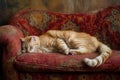 Sleeping orange cat on vintage sofa Royalty Free Stock Photo