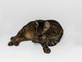 Peaceful gray and brown tabby cat in relaxed pose licking its paw. on gray background