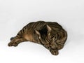 Peaceful gray and brown tabby cat in relaxed pose licking its paw. on gray background