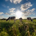 Peaceful Grazing: Holstein Cows Enjoying a Sunny Afternoon on a Lush Green Pasture