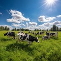 Peaceful Grazing: Holstein Cows Enjoying a Sunny Afternoon on a Lush Green Pasture