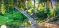 A peaceful green forest in nature on a sunny day. Natures zen jungle of peace, harmony and fresh beauty. Forest pond