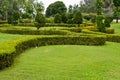 Peaceful Green Garden