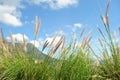 Grass flowers, mountain and blue sky background