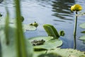 A peaceful green plants in the pond