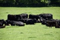 A herd of Aberdeen Angus Cattle in a Yorkshire Field, England UK, May 2023.