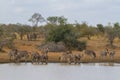 A peaceful herd of Plains Zebra gather at a waterhole for a drink