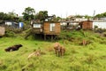 Peaceful and hilly squater township