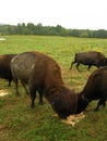 a herd of brown bison grazing on a lush green field in a rural landscape. Royalty Free Stock Photo