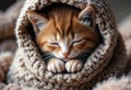 Sleeping Kitten Wrapped In Knitted Blanket Creating Warm Cozy Feeling Royalty Free Stock Photo