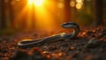 A peaceful image of a snake basking in the sun Royalty Free Stock Photo