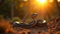 A peaceful image of a snake basking in the sun Royalty Free Stock Photo