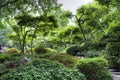 Peaceful japanese garden