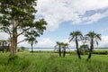 Peaceful lagoon with calm water, trees, palms and lush green grass in landscape near N`zeto, Northern Angola, Africa
