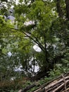 Woodland View of Urban Lake with Reflections and Natural Fencing Royalty Free Stock Photo