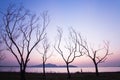 A peaceful lakeside at sunset, unidentified male walking in the lined of leafless tree trunks. Abstract shape of branches of trees