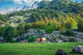 Peaceful landscape of Asturias, Spain, with a herd of cows grazing among rolling hills and mountains