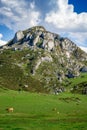 Peaceful landscape of Asturias, Spain, with a herd of cows grazing among rolling hills and mountains