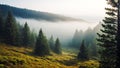 Peaceful landscape, misty pinewood forest in morning, generative ai