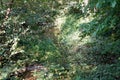 Peaceful landscape of the stream flowing in a green forest on the mountain Royalty Free Stock Photo